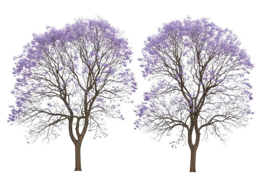 Two beautiful jacaranda trees with vibrant purple flowers in full bloom isolated for garden design and landscaping