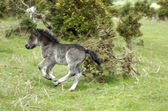Shetland Pony south west England