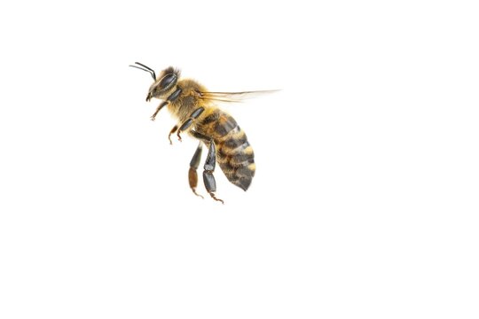 Honey bee (Apis mellifera), insect, cropped background, Vechta, Lower Saxony, Germany