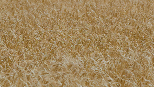 Close Up View of Golden Barley Crops in the Scottish Highlands