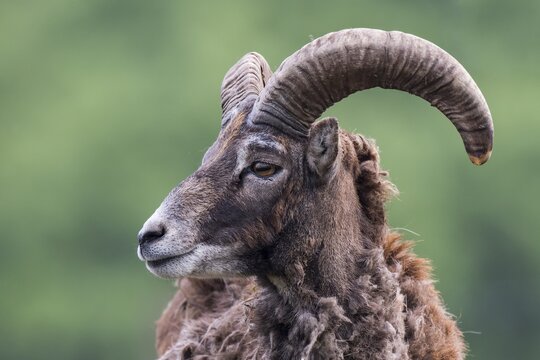 European mouflon (Ovis orientalis musimon), captive, Saarland, Germany