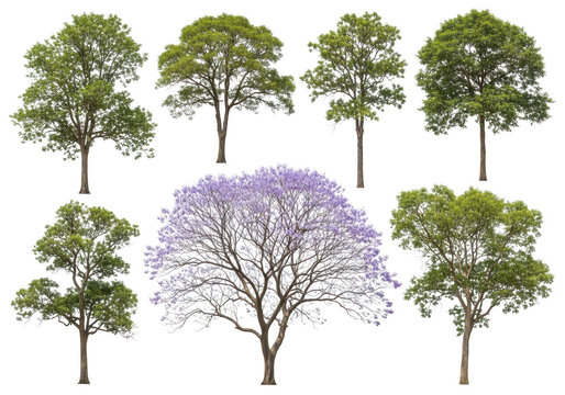 Collection of various green trees and one blooming purple jacaranda tree for landscape design and nature projects