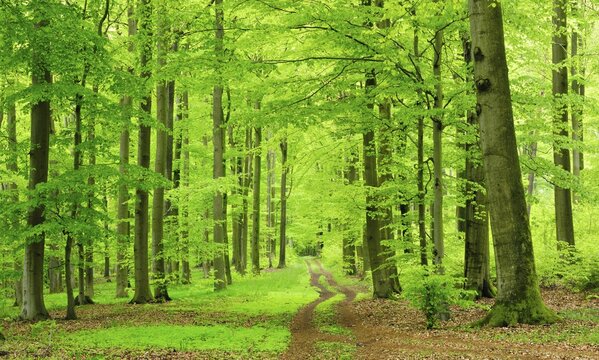 Hiking trail through near-natural beech forest in spring, fresh green, large old beeches, Steigerwald, Lower Franconia, Bavaria, Germany