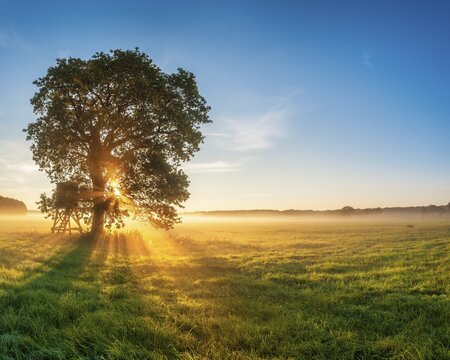 Solitary oak and raised hide in a meadow with dew at sunrise in the morning mist, sun shining through the foliage, Altmark, Saxony-Anhalt, Germany