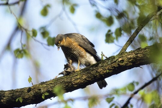 Eurasian Sparrowhawk (Accipiter nisus), male with prey, plucking, Upper Bavaria, Bavaria, Germany, Europe