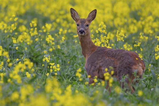 Roe deer (Capreolus capreolus) adult female doe in a farmland field with yellow flowers of an oilseed rape crop in the summer, England, United Kingdom