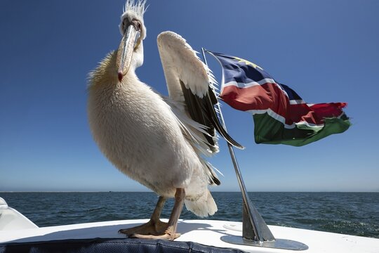 Pink pelican (Pelecanus onocrotalus), sitting on boat next to the flag of Namibia, Atlantic Ocean, Namibia