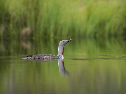 Red-throated loon (Gavia stellata), Orebro Lan, Sweden
