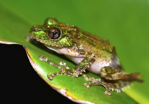 Mossy Yellow Green Frog (Spinomantis aglavei), Voimana, &ouml;stliches Hochland, Madagascar