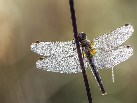Black Darter (Sympetrum danae), female with dewdrops, Upper Bavaria, Germany