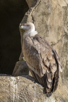 Griffon vulture (Gyps fulvus), sitting on a stone, captive, Alpine Zoo, Innsbruck, Tyrol, Austria