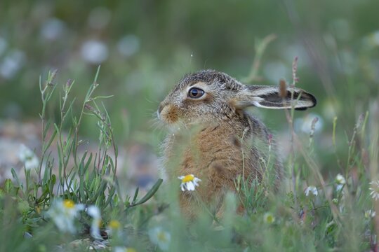European brown hare (Lepus europaeus) juvenile baby leveret animal resting in grassland amongst wild flowers in the summer, England, United Kingdom