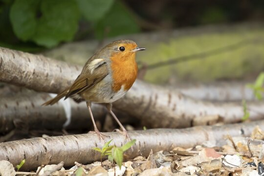 European robin (Erithacus rubecula) adult garden bird on a log pile, England, United Kingdom