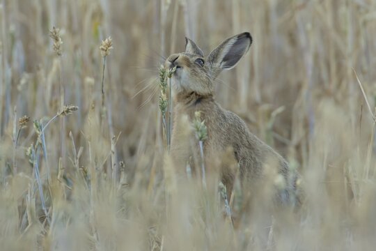 European brown hare (Lepus europaeus) adult animal feeding on a wheat sheath in a farmland field in summer, England, United Kingdom