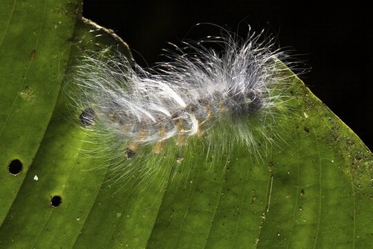 Hairy caterpillar in lowland rainforest, Braulio Carrillo National Park, Costa Rica, Central America