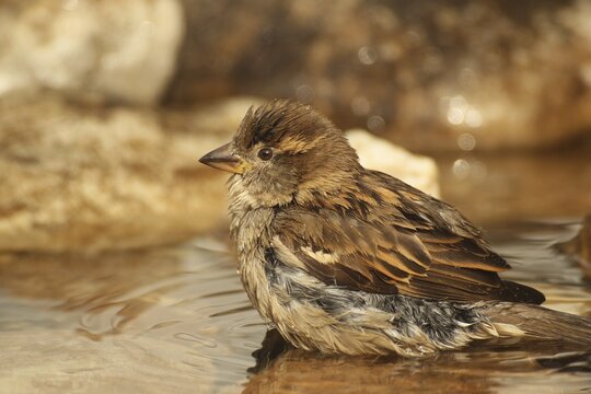 House sparrow (Passer domesticus) female bathing in a garden pond, Allg&auml;u, Bavaria, Germany