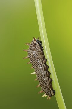 Polydamas Swallowtail or gold rim swallowtail (Battus polydamas), caterpillar, captive, occurrence in Central and South America