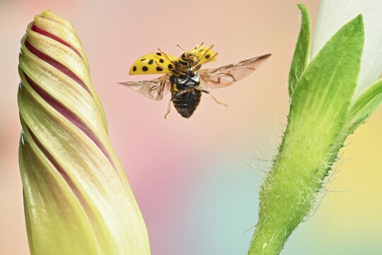 Twenty-two-spot ladybird (Psyllobora vigintiduopunctata) in flight on a bindweed (Ipomoea)