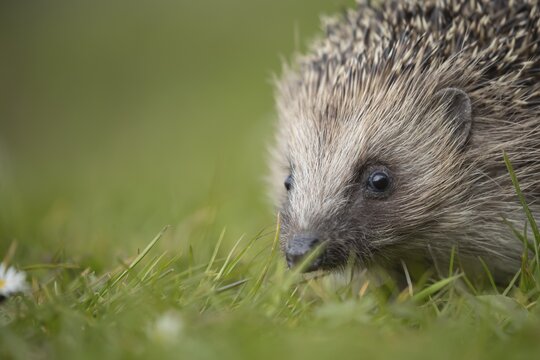 European hedgehog (Erinaceus europaeus) adult animal on a garden grass lawn, England, United Kingdom