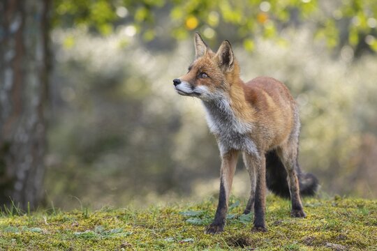 Attentive fox (Vulpes vulpes) on a tree, Zandvoort, Netherlands