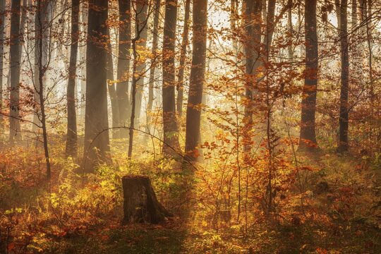 Mixed forest early in autumn, sun shining through morning fog, Finn mountain range, Saxony-Anhalt, Germany