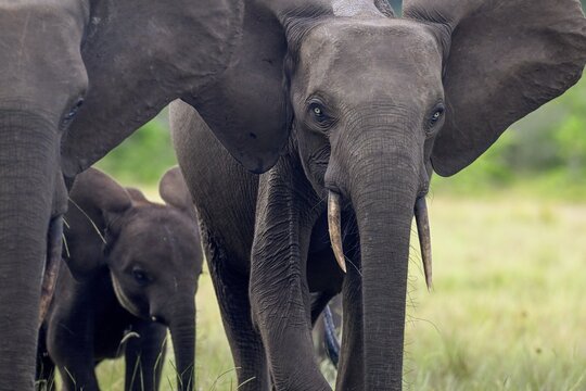 African forest elephant (Loxodonta cyclotis) in a clearing in Loango National Park, portrait, Parc National de Loango, Ogoou&eacute;-Maritime Province, Gabon