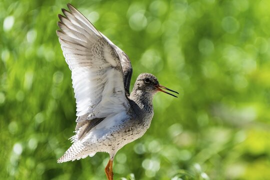Small bird with spread wings in natural green surroundings, redshank, (Tringa totanus), France