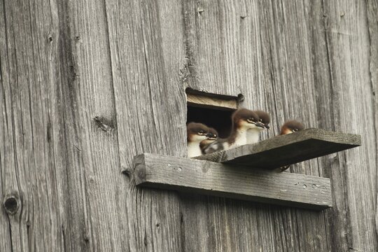 Goosander (Mergus merganser) one day old fledglings at the breeding den in a field barn, a few seconds in front of jumping into the deep, Allg&auml;u, Bavaria, Germany, Allg&auml;u, Bavaria, Germany