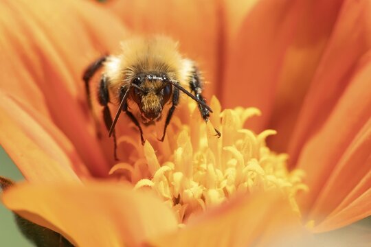 Common carder bumblebee (Bombus pascuorum) adult insect feeding on a garden Mexican sunflower (Tithonia spp) flower in summer, Suffolk, England, United Kingdom