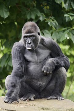 Western lowland gorilla (Gorilla gorilla gorilla), male, silverback, captive, occurring in Africa