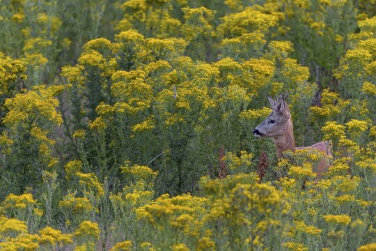 A roebuck (Capreolus capreolus) observing a doe and her fawn, dangerous, flower meadow, summer coat, July, Germany