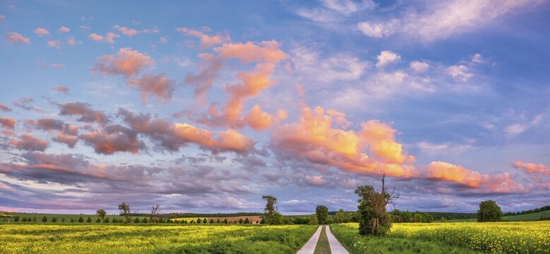 Straight field path made of concrete slabs through typical field landscape in spring in the evening, blooming rape field, blue sky with orange glowing clouds, Freyburg (Unstrut), Burgenlandkreis, Saxony-Anhalt, Germany