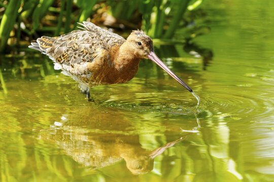 A bird in the water lowers its beak and creates waves, Black-tailed Godwit (Limosa limosa), France