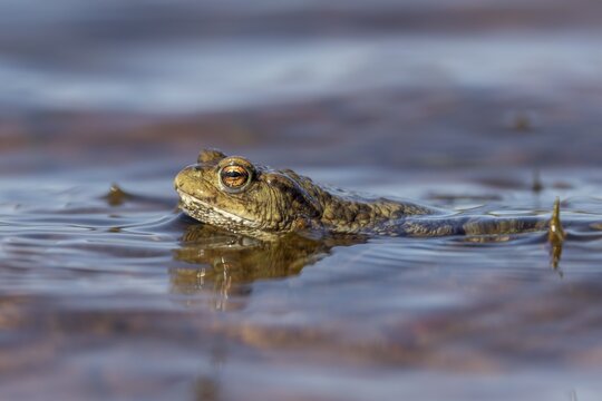 When there are waves, the male common toads (Bufo bufo) waiting for the females have to cling to small water plants or reeds to avoid being washed up on the shore, spawning time, Denmark