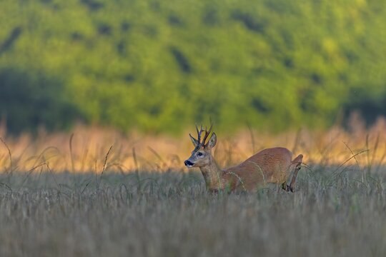 A roebuck (Capreolus capreolus) pursues a doe in a barley field with long leaps during the mating season, pursue, chase, leaf season, mating season, August, Germany