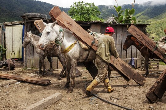 Draft horses and man, Man unloading a draft horse loaded with planks, Imbabura province, Ecuador, South America