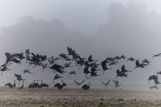 A large formation of cranes rises into the misty morning sky, Crane (Grus grus) wildlife, Vorpommersche Boddenlandschaft National Park, Zingst, Mecklenburg-Vorpommern, Germany