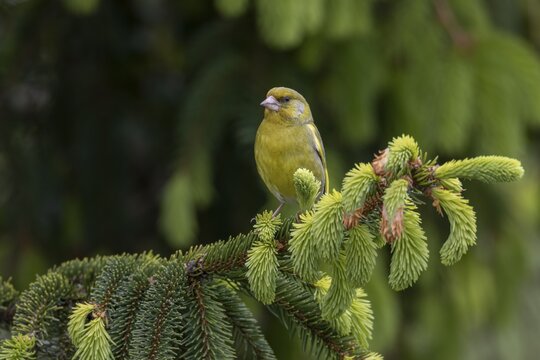 A male greenfinch (Chloris chloris) sitting on a branch, the fresh green of the spruce shoots emphasises the time of late spring, breeding season, Germany