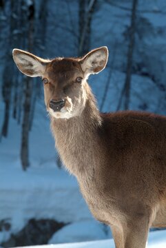 Red Deer (Cervus elaphus), Hinterriss, Tyrol, Austria, Europe