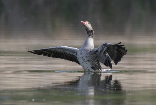 Greylag goose (Anser anser) swimming on a pond and flapping its wings, Thuringia, Germany