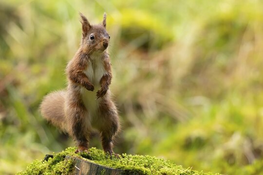 Red squirrel (Sciurus vulgaris) adult animal standing on a tree stump, Yorkshire, England, United Kingdom