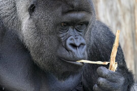 Western western gorilla (Gorilla gorilla) silverback, animal portrait, captive