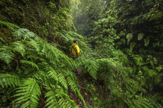 Hikers on a narrow footpath among ferns, in densely overgrown forest, Levada do Caldeir&atilde;o Verde, Parque Florestal das Queimadas, Madeira, Portugal