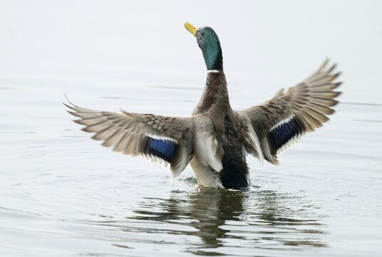 Mallard (Anas platyrhynchos), male, on a lake, flapping his wings, Lower Saxony, Germany