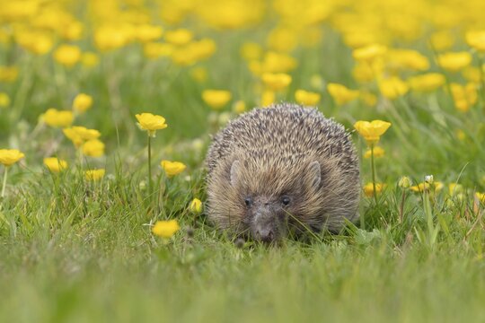 European hedgehog (Erinaceus europaeus) adult in a spring meadow with flowering Buttercup plants, England, United Kingdom