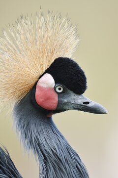 Black crowned crane or Black-necked crane (Balearica pavonina), portrait, captive, occurring in Africa