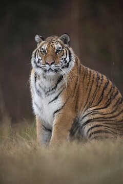Siberian tiger (Panthera tigris altaica), sitting, captive, Czech Republic