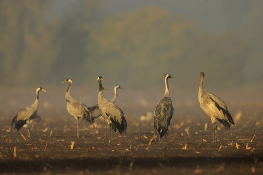 Group of cranes in the morning haze in a field, crane (Grus grus) wildlife, Western Pomerania Lagoon Area National Park, Zingst, Mecklenburg-Western Pomerania, Germany