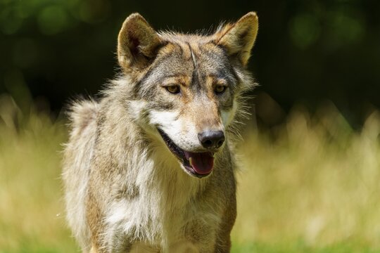 A curious wolf with brown fur stands in the grass and looks ahead, Timberwolf, wolf, American wolf, (Canis lupus lycaon), Germany
