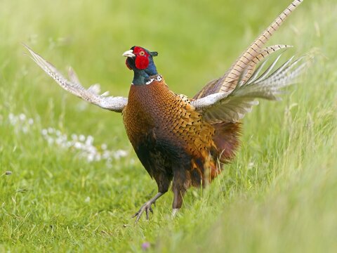 Pheasant (Phasianus colchicus) or hunting pheasant, male flapping his wings, Texel Island, Netherlands